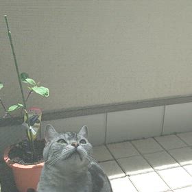 憎めないがっちの画像