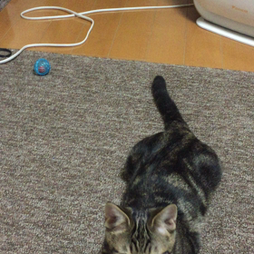 とってこいする猫の画像