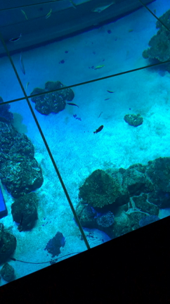 沖縄DMM水族館おもしれーの記事動画