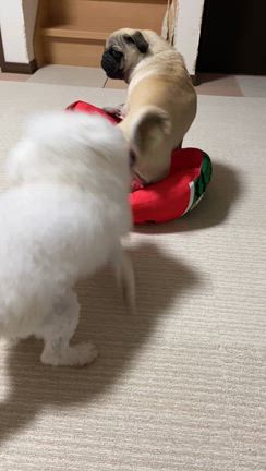 元気すぎるビジョンにパグはドキドキの記事動画