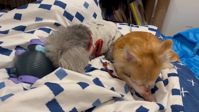 仲良し犬達と猫達の様子の記事動画