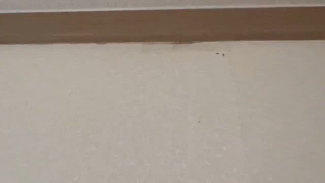 【閲覧注意！】家の中に蟻！？の記事動画