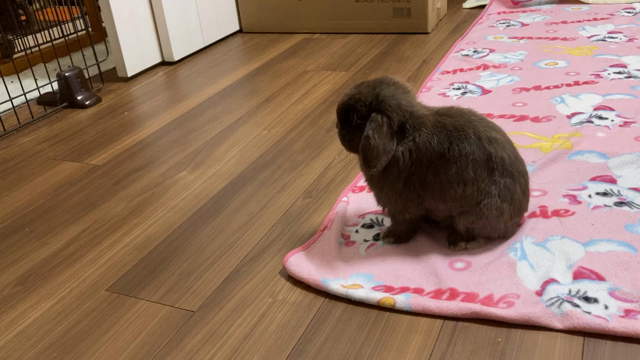 はじめまして真絆です♪の記事動画
