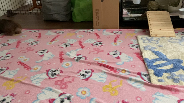 吾嵐と真絆♪（訂正有り）の記事動画