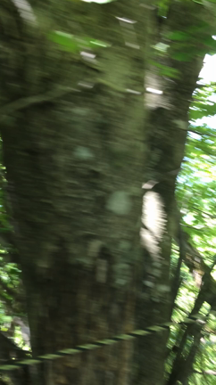 山ガールデビュー♪の記事動画