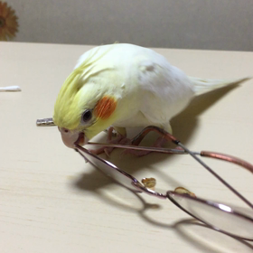 おもちゃが欲しいねの画像