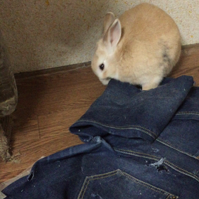 ほりほり解禁の画像