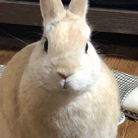 おしゃべりペット（アプリ）でうさを喋らせるの画像