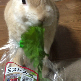 大葉を食べるうさの画像