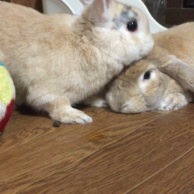 お兄ちゃんの画像