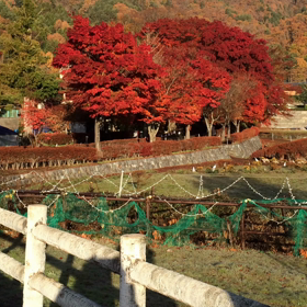 紅葉狩りに行きたいなの画像
