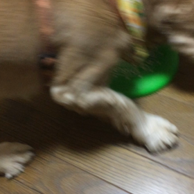 必死感たまらぬ♡♡ぷぅたん♡♡の画像