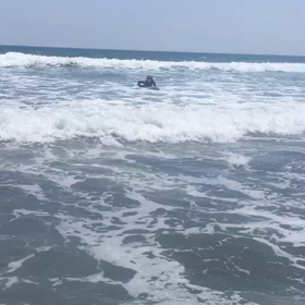 Surfingの画像