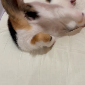 おはぎ日記の画像