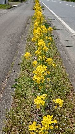 老いをどう支えるか？【桐の花のブログ4898】の記事動画
