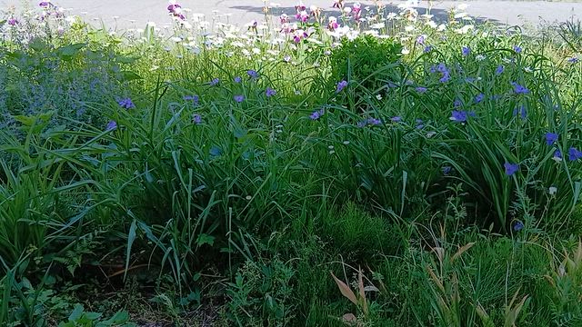 菖蒲を増やす翁【桐の花のブログ4934】の記事動画