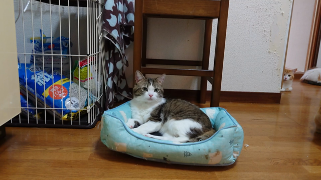 ヒトも猫も熱中症に注意！の記事動画