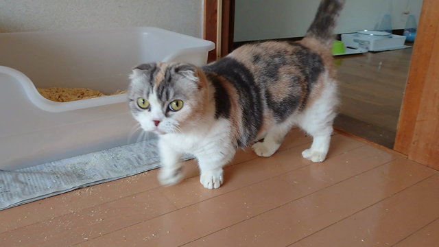 短い足が超キュートなマンチカンたちの記事動画