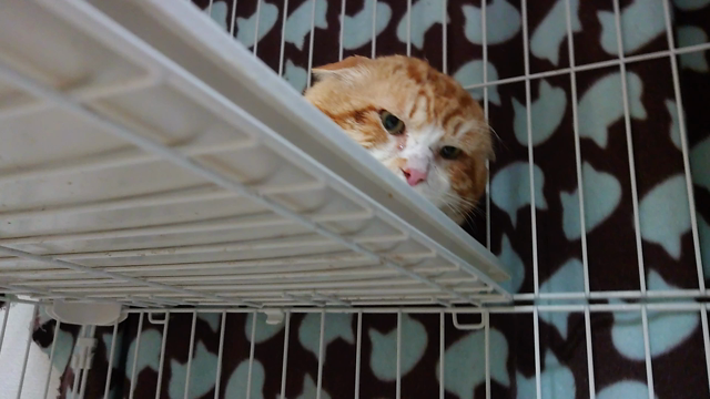 超ビッグサイズの狂暴猫に近づいてみた結果の記事動画