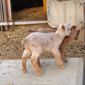 まだ産まれて３日なのにの画像