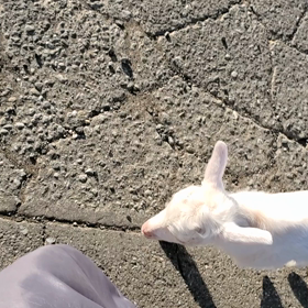 お散歩の画像
