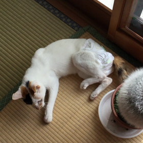 体重、減っちゃった(T . T)（猫のだよ〜！）の画像