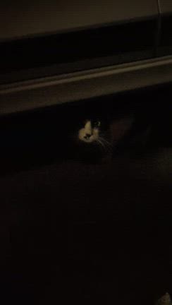新顔猫ちゃんの記事動画