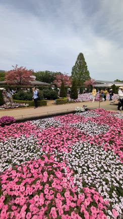 関東5つの花❀大藤の記事動画