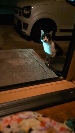 新顔猫ちゃんの記事動画