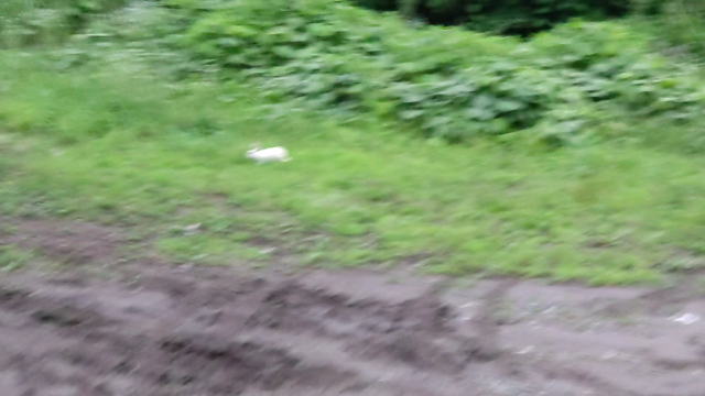 甲斐犬　虎徹　三兎追う者は一兎も得ず？の記事動画