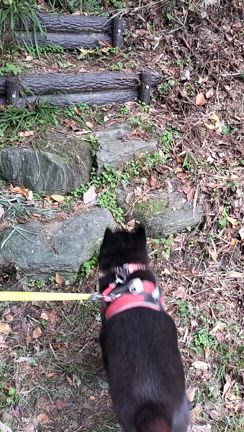 甲斐犬　虎徹　嵐山渓谷で大はしゃぎ　甲斐主はカツカレーでお腹はち切れ　スライム君はパンクで涙・・の記事動画