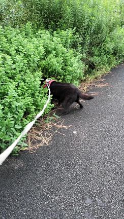 甲斐犬　虎徹　やっぱりハーブがお好きの記事動画
