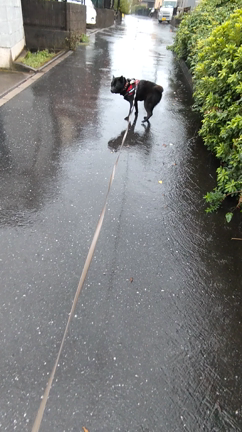 甲斐犬　虎徹　台風接近中の豪雨中の散歩の記事動画