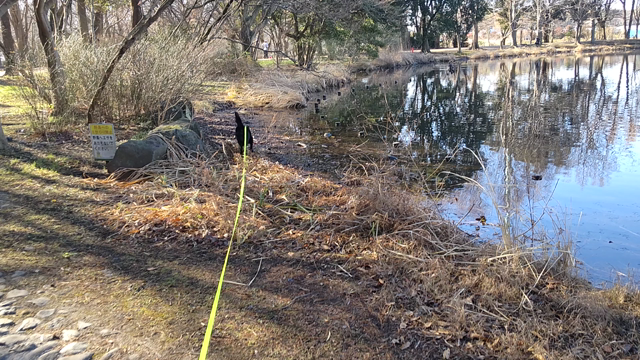 甲斐犬　虎徹　水遊び始め・・・の記事動画
