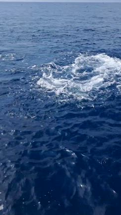 石花海イサキ、ヒメダイ五目、キャスティングの記事動画