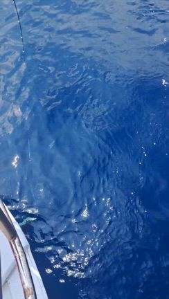 石花海イサキ、ヒメダイ五目、キャスティングの記事動画
