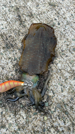 2021/05/22の記事動画