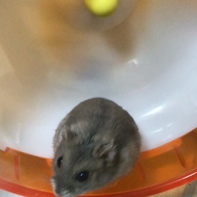 ビッケもの画像
