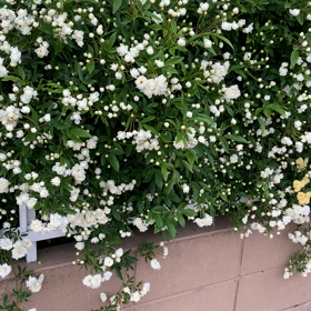 木香薔薇の画像