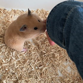 昼間のこまちの画像