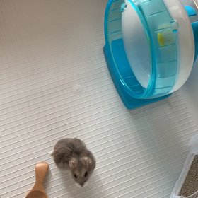 掃除後のビッケの画像
