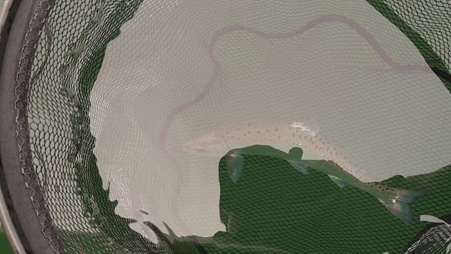 木崎湖のシルバースターを追うの記事動画