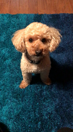 愛犬ローリーが紹介するカーリングの技とは！？  トイプードル ローリー × カーリングの記事動画