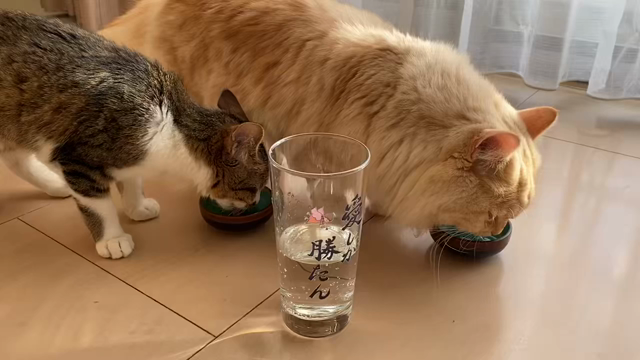 明けましておめでとうございますの記事動画