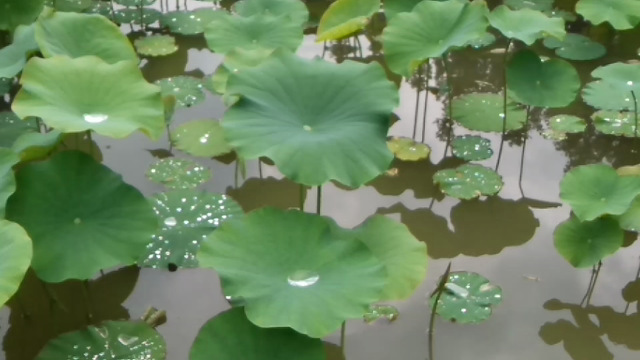雨上がりの水晶玉の記事動画