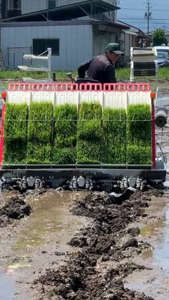 紙マルチを利用した除草の手間のかからない、環境にも優しいおコメの栽培を観にいきましたの記事動画