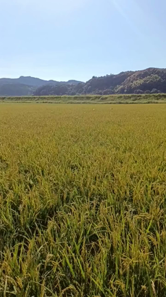 熊本県天草市にて環境回復型自然農法の水田を堪能してきましたの記事動画
