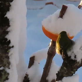 雪のお庭のお客さま　メジロちゃんの画像