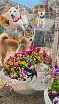 遊びに来てくれたよ！　柴犬専門店　柴屋　山口の記事動画