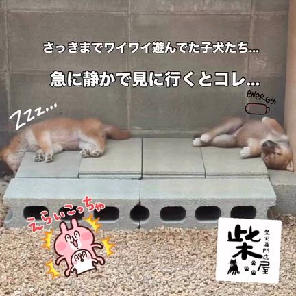 全力で過ごす子犬たち。　柴犬専門店　柴屋　山口の記事動画